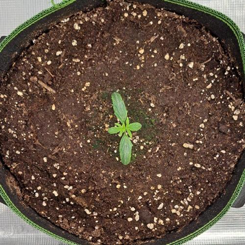 Are there Northern Lights on Mars?. Week 1 - Day 7