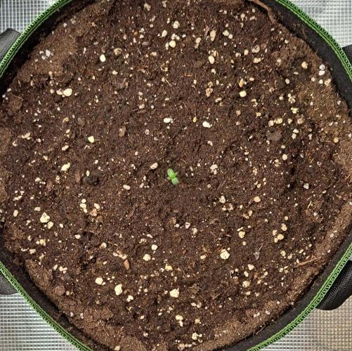 Fruity Skittlez for Saturn. Week 1 - Day 1