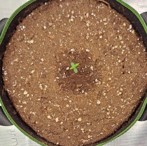 Fruity Skittlez for Saturn. Week 1 - Day 2