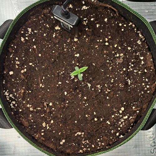 Fruity Skittlez for Saturn. Week 1 - Day 3