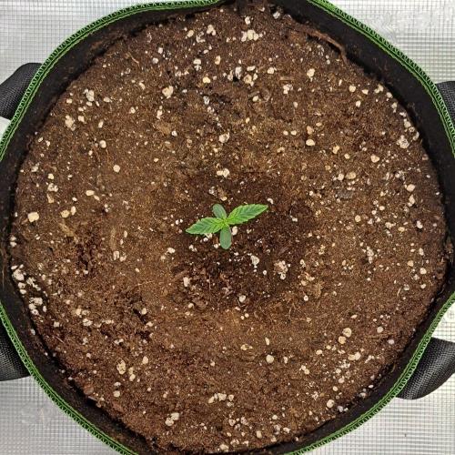 Fruity Skittlez for Saturn. Week 1 - Day 4