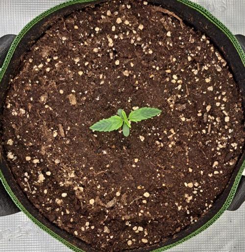 Fruity Skittlez for Saturn. Week 1 - Day 5