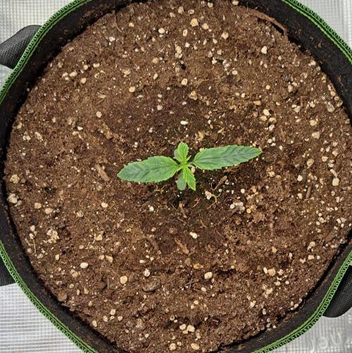 Fruity Skittlez for Saturn. Week 1 - Day 6
