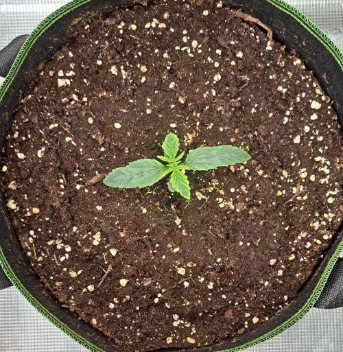 Fruity Skittlez for Saturn. Week 1 - Day 7