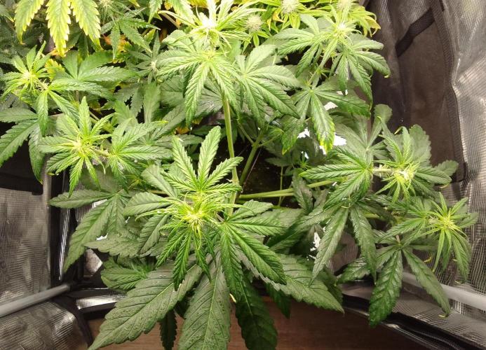 Mars is super boofing. Week 5 - Day 29