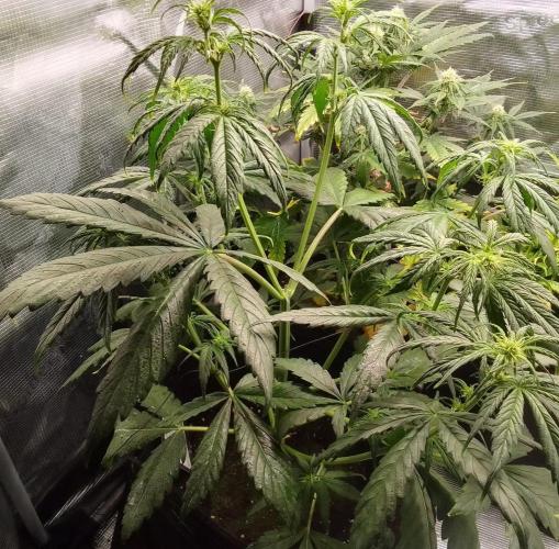 Mars is super boofing. Week 5 - Day 29