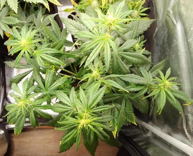 Mars is super boofing. Week 5 - Day 30