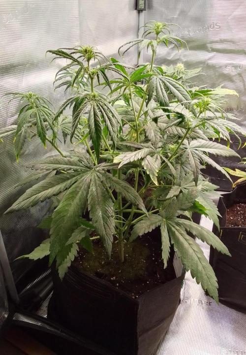 Mars is super boofing. Week 5 - Day 30