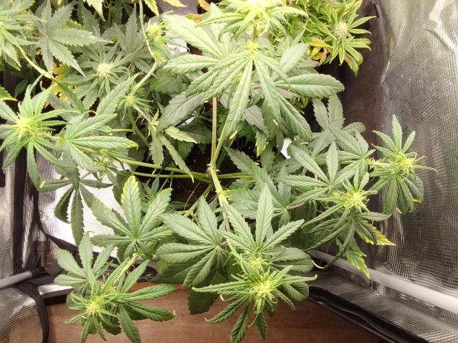 Mars is super boofing. Week 5 - Day 31