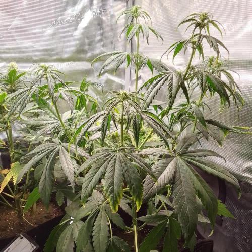 Mars is super boofing. Week 5 - Day 31