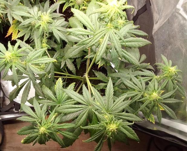 Mars is super boofing. Week 5 - Day 32