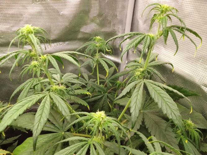 Mars is super boofing. Week 5 - Day 32