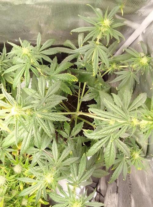 Mars is super boofing. Week 5 - Day 33