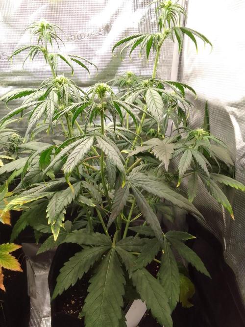 Mars is super boofing. Week 5 - Day 33