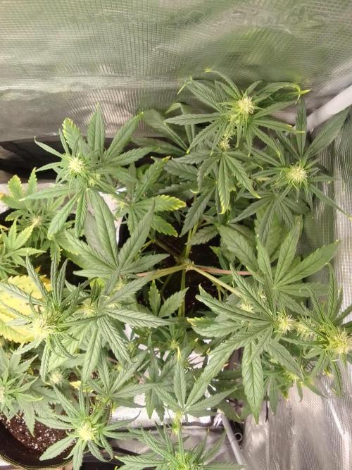 Mars is super boofing. Week 5 - Day 35