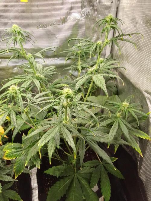 Mars is super boofing. Week 5 - Day 35