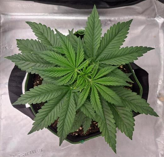 Red Velvet Paradise on Saturn. Week 3 - Day 21