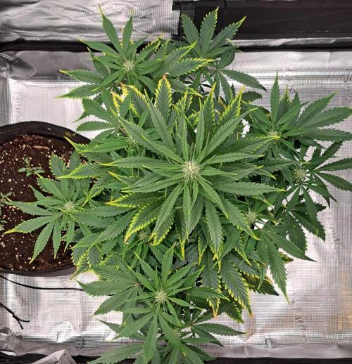 Venus takes on a tropical cherry. Week 6 - Day 36
