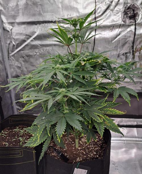 Venus takes on a tropical cherry. Week 6 - Day 36