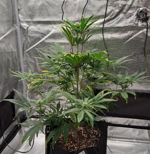 Venus takes on a tropical cherry. Week 6 - Day 37