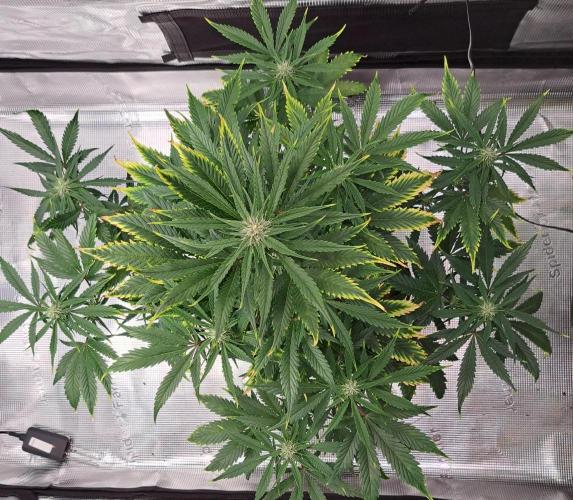 Venus takes on a tropical cherry. Week 6 - Day 38
