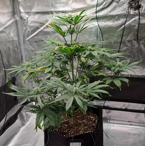 Venus takes on a tropical cherry. Week 6 - Day 38