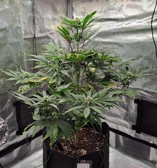 Venus takes on a tropical cherry. Week 6 - Day 39