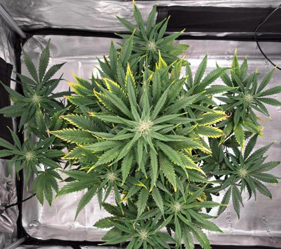 Venus takes on a tropical cherry. Week 6 - Day 40