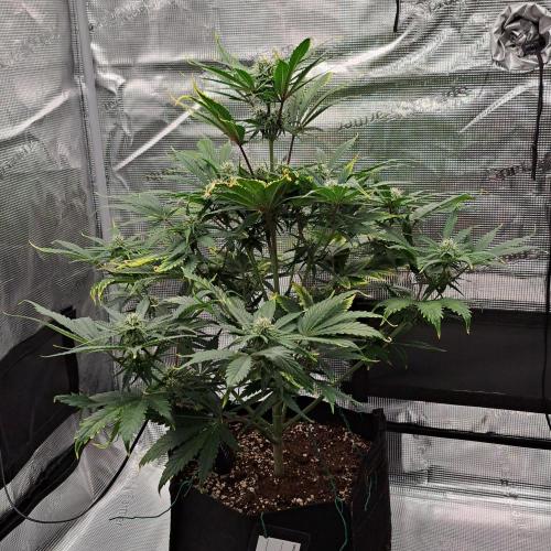 Venus takes on a tropical cherry. Week 6 - Day 40
