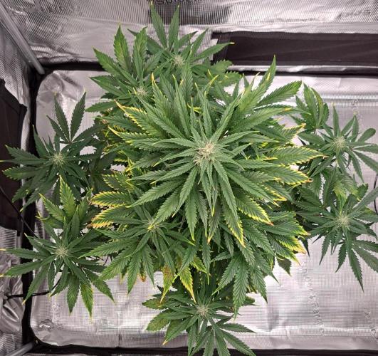 Venus takes on a tropical cherry. Week 6 - Day 41