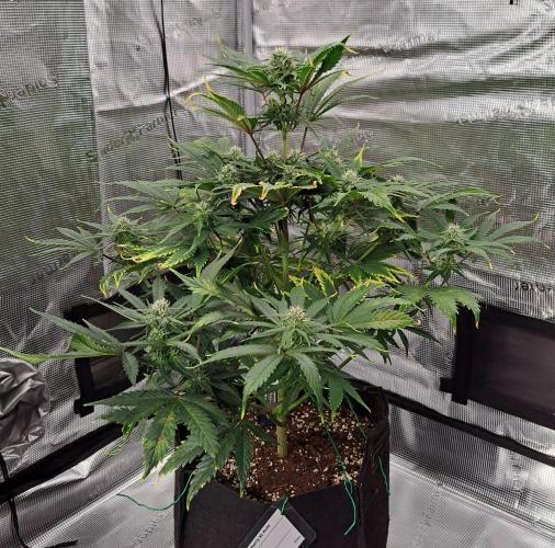 Venus takes on a tropical cherry. Week 6 - Day 41