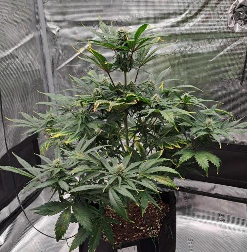 Venus takes on a tropical cherry. Week 6 - Day 42