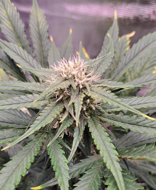 Venus takes on a tropical cherry. Week 6 - Day 42