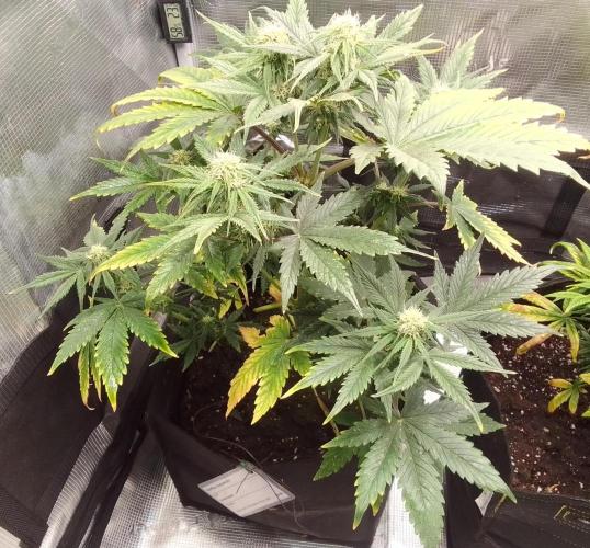 Gorillaz on Mars. Week 7 - Day 43