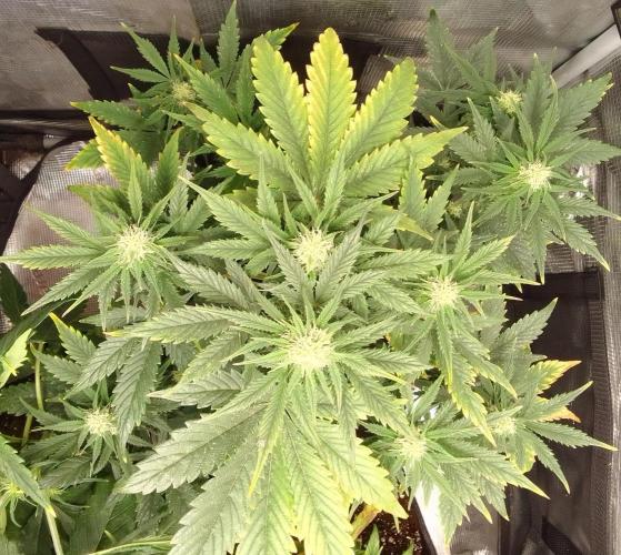 Gorillaz on Mars. Week 7 - Day 44