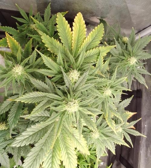Gorillaz on Mars. Week 7 - Day 45