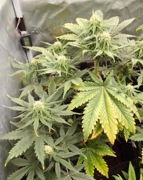Gorillaz on Mars. Week 7 - Day 45