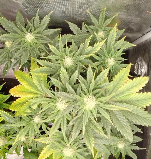 Gorillaz on Mars. Week 7 - Day 46