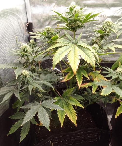 Gorillaz on Mars. Week 7 - Day 47