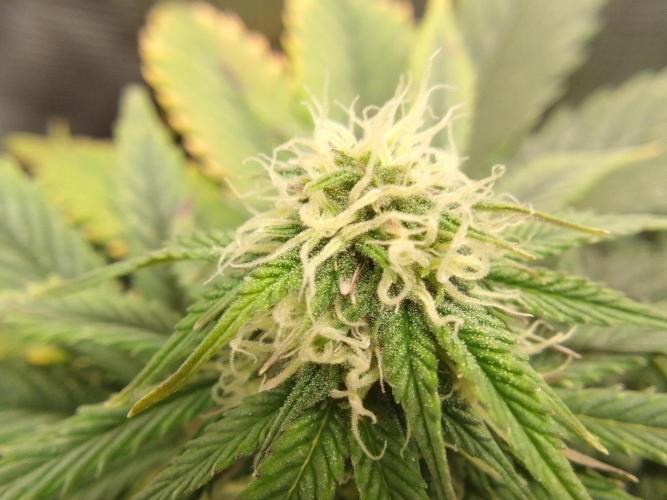 Gorillaz on Mars. Week 7 - Day 47