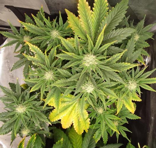 Gorillaz on Mars. Week 7 - Day 49