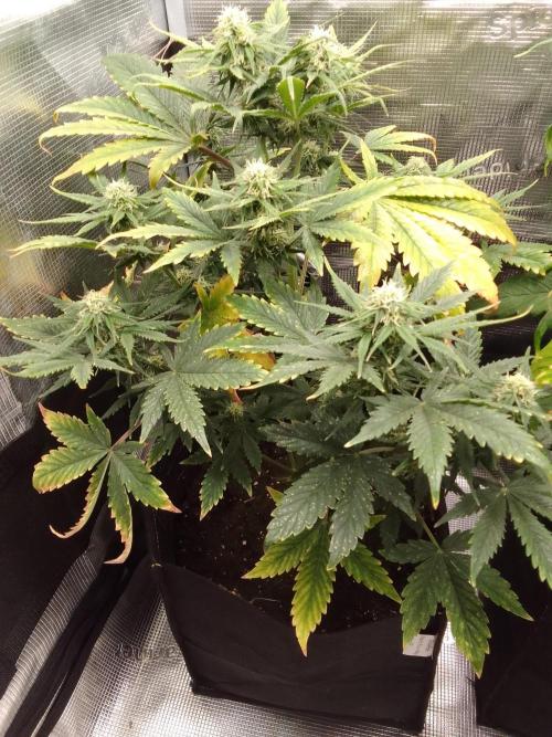 Gorillaz Automatic. Week 7
