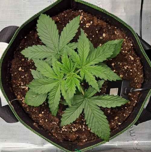 Purple Bananas spotted on Venus. Week 3 - Day 15