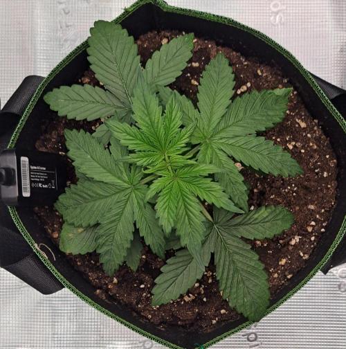 Purple Bananas spotted on Venus. Week 3 - Day 16