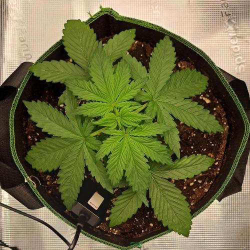 Purple Bananas spotted on Venus. Week 3 - Day 17