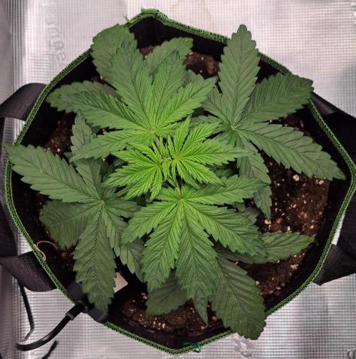 Purple Bananas spotted on Venus. Week 3 - Day 18