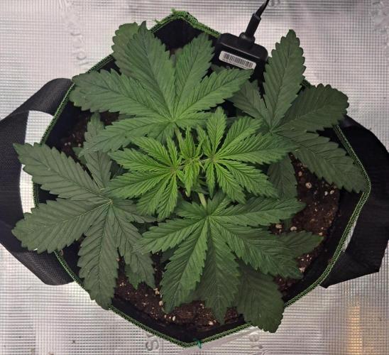 Purple Bananas spotted on Venus. Week 3 - Day 19