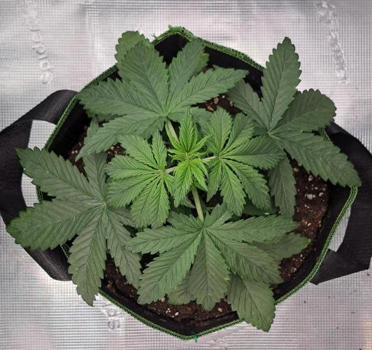 Purple Bananas spotted on Venus. Week 3 - Day 20