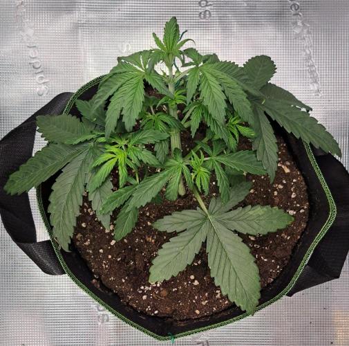 Purple Bananas spotted on Venus. Week 3 - Day 20