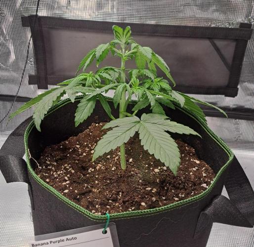 Purple Bananas spotted on Venus. Week 3 - Day 20